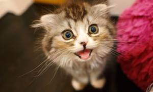 アシタノワダイも海外作品をパクリ、電撃ランキングと同じ削除を恐れ…